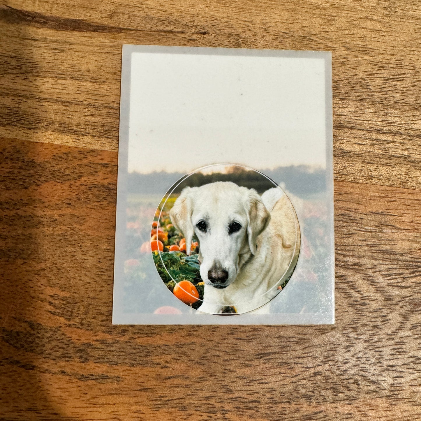 "Cutest Pumpkin In The Patch" Magnetic Photo Frame